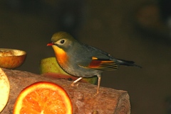 Red-billed Leiothrix